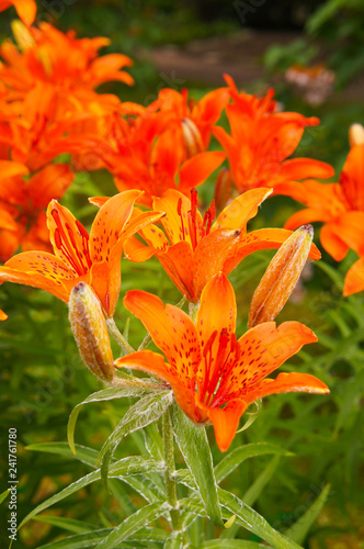 Fototapeta Naklejka Na Ścianę i Meble -  Lilium pensylvanicum sardana red lily flowers with green