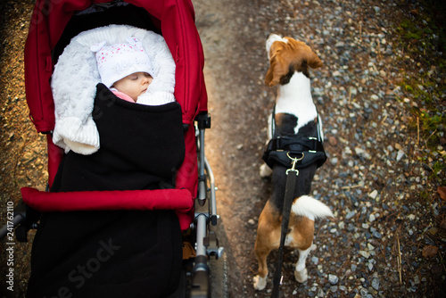 Adorable baby girl outside in red stroller sleeps in autumn sunny day. Beagle dog walks on a right on a leash photo