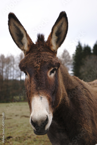 portrait d'un âne marron au nez blanc, avec ses grandes oreilles