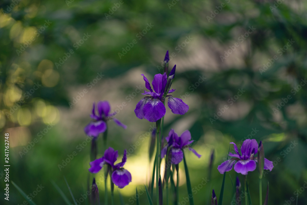 Siberian iris in the Spring