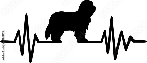 Bearded Collie heartbeat