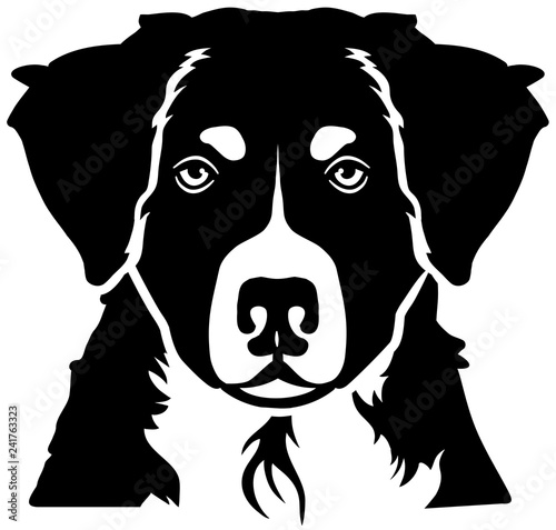 Bernese Mountain head