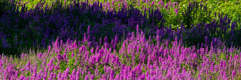 Naklejka premium Blooming purple flowers in the meadow.