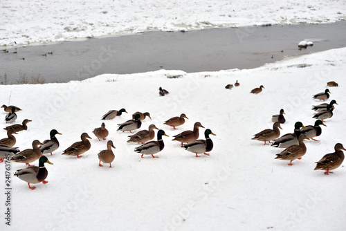 Ducks on snow.