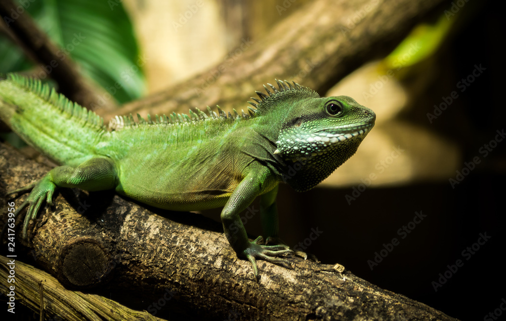 Reptil Reptil