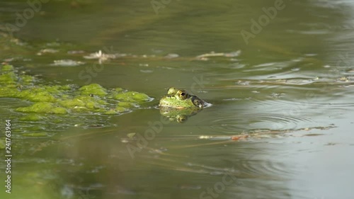 Frog Dives Underwater and Swims Away on a Small Pond