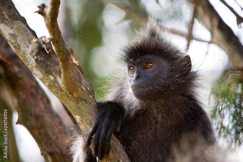 KUALA SELANGOR, MALAYSIA: A wild Silver-leaf monkey relaxing in a tree. photo