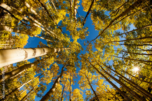 Telluride, Colorado: Fish-eye view of golden aspen trees at the peak of autumn.