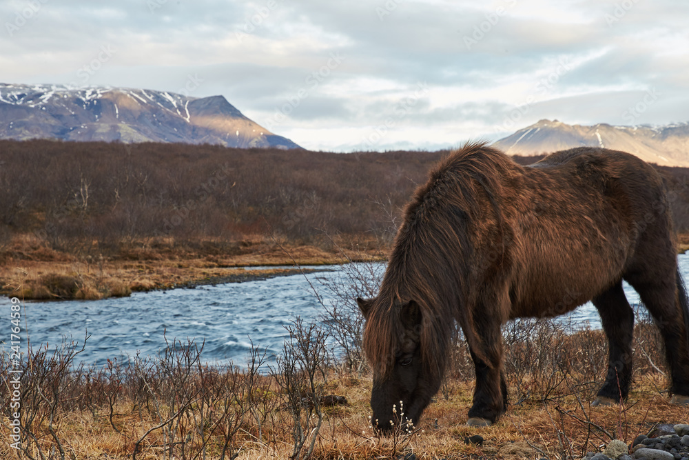 Icelandic horse eating grass at landscape