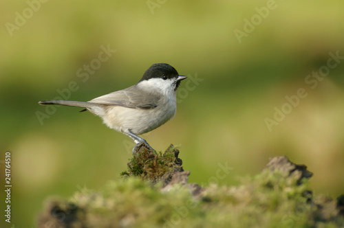 The marsh tit (Poecile palustris) is a passerine bird in the tit family Paridae and genus Poecile © Michal
