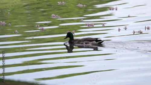 Mallard Duck Swimming Through Flowers on a small Pond