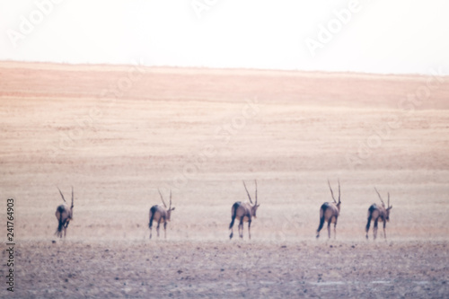 Oryx Desert Line