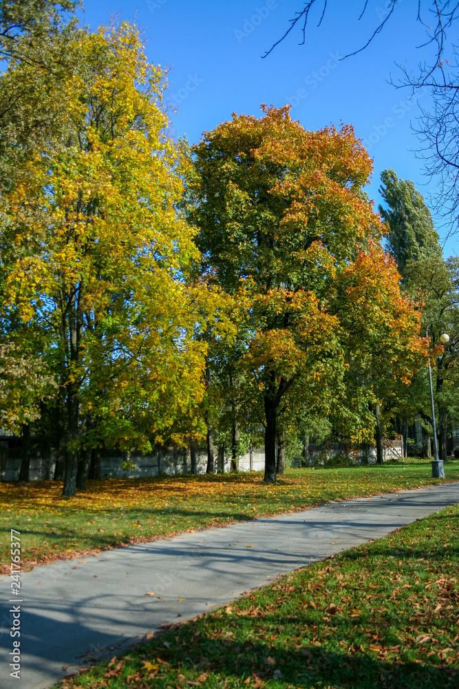 Scenic view of beautiful autumn forest landscape with yellow leaves on trees on sunny day in a park