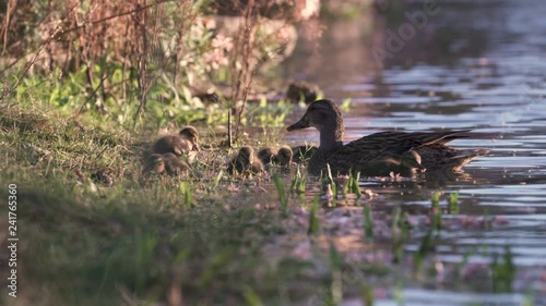 Ducklings and Mother Duck Feeding on a Small Pond