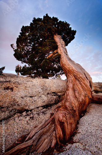 Yosemite National Park, California: Detail of an ancient juniper tree growing on granite near Olmsted Point. photo