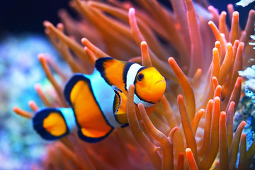 Amphiprion ocellaris clownfish in marine aquarium. Orange corals in the background. Colorful pattern, texture, wallpaper, panoramic underwater view. Concept art, graphic resources, macro photography