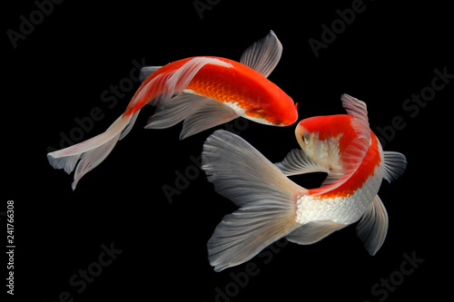 Koi fish black background