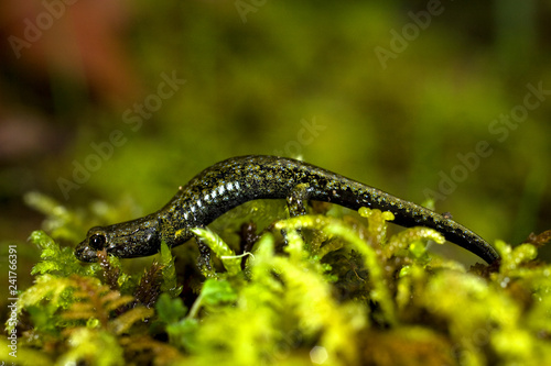 Detail of a juvenile Giant Pacific Salamander in Angelo Coast Range Reserve, Branscomb, California.