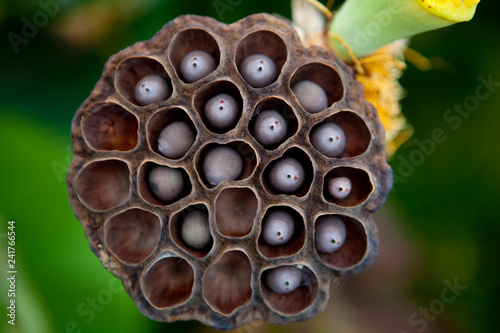 Detail of a lotus pod photo