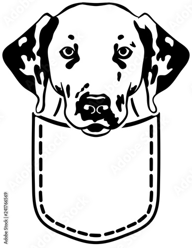 Dalmatian dog pocket