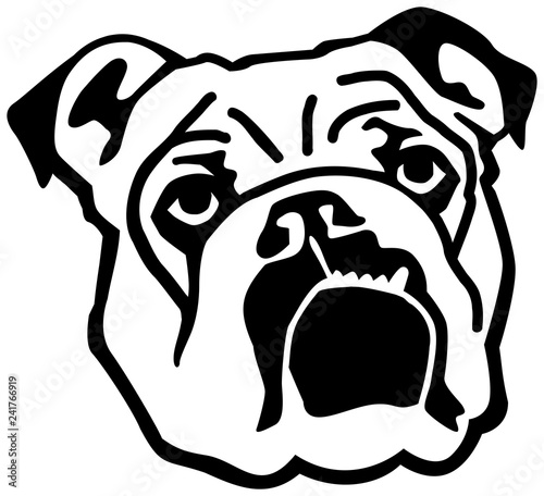 English Bulldog face