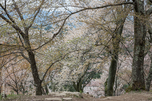 Spring cherryblossom  sakura  at Mount Yoshino in Japan