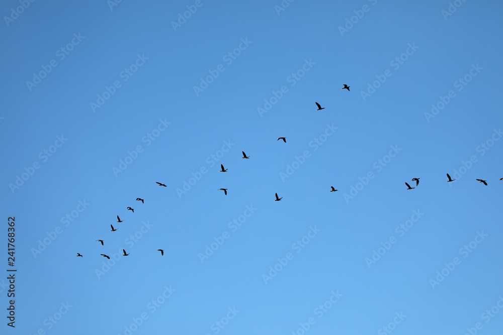 Group of flying birds in blue sky