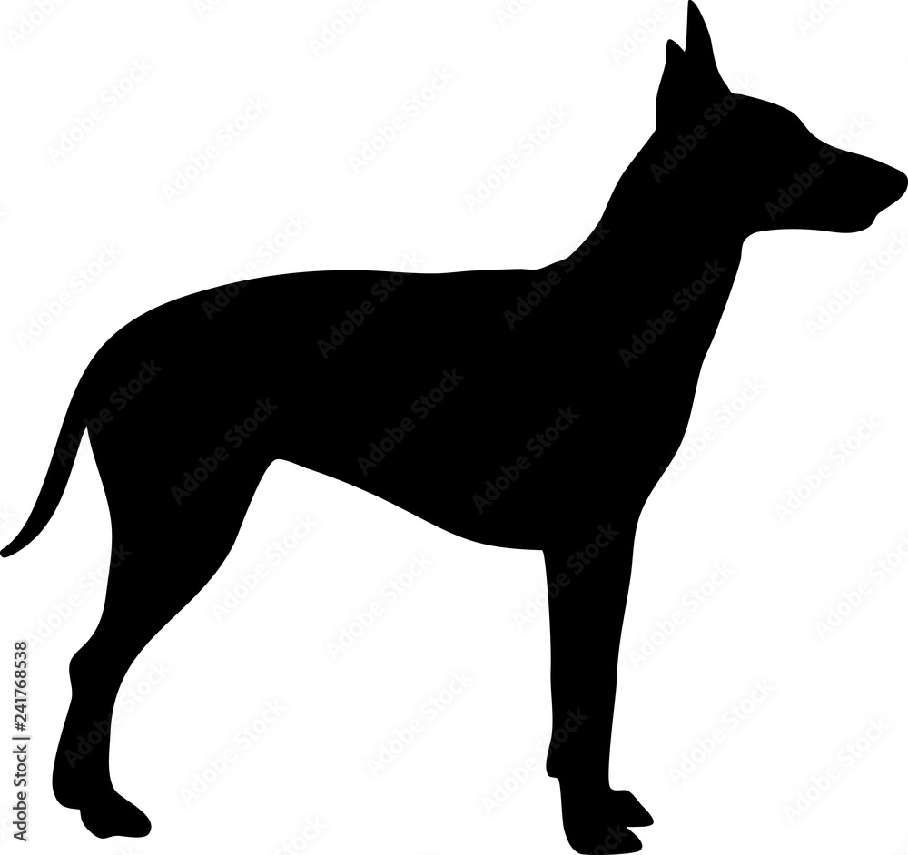 Obraz premium Manchester Terrier silhouette black