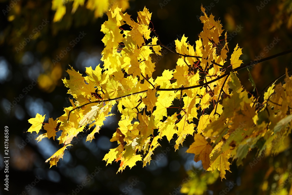 Maple trees in autumn Maple trees in autumn