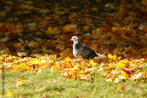 Dove sitting in maple leaves photo