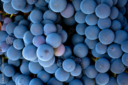 Close up of grapes photo