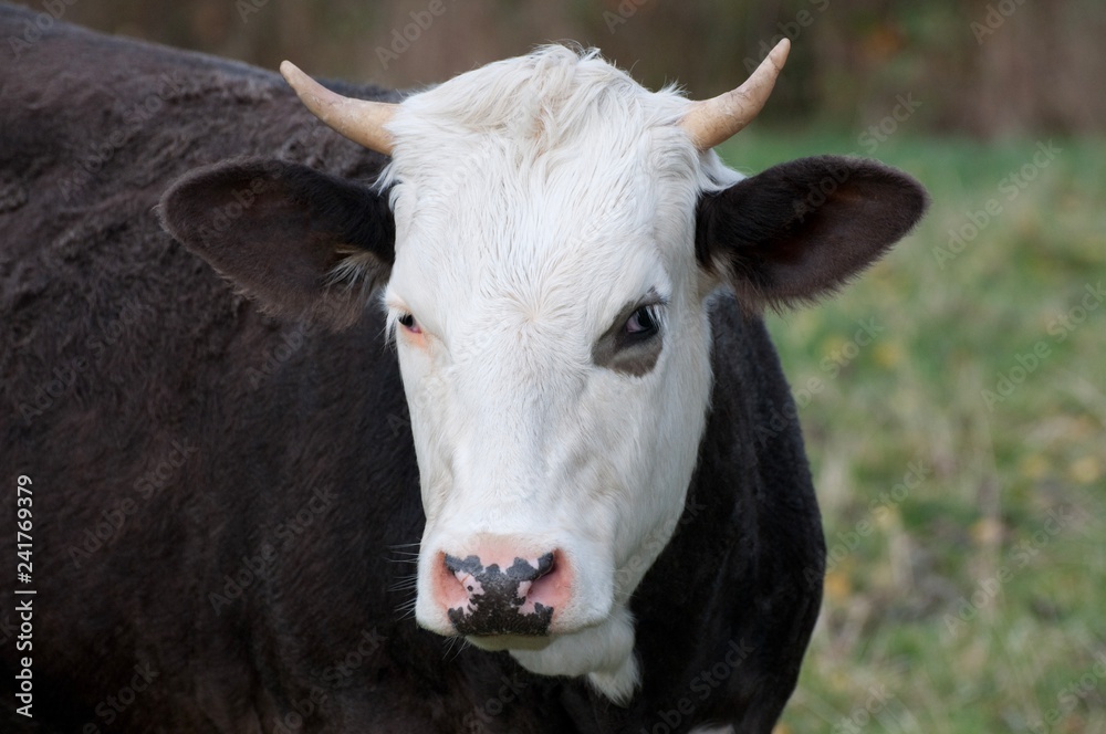A brown and white cow headshot