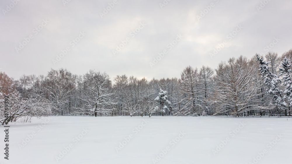 Winter forest. Botanical Garden. Evening. Winter forest. Botanical Garden. Evening.