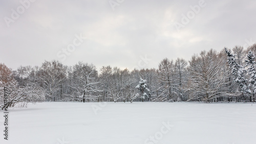 Wallpaper Mural Winter forest. Botanical Garden. Evening. Torontodigital.ca