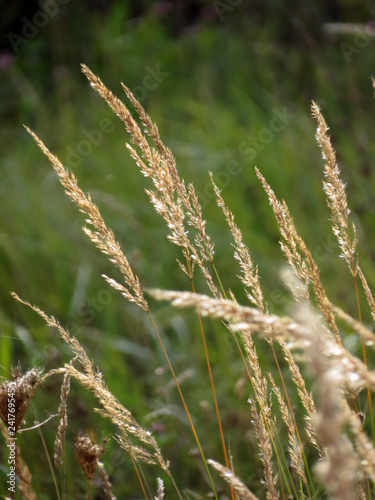 ears of wheat