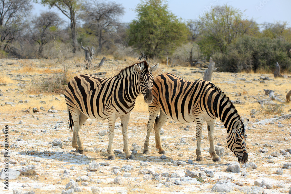 Obraz premium Zebras