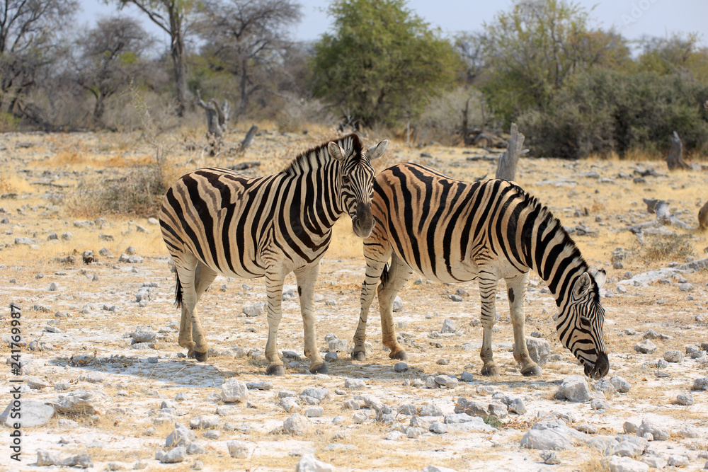 Obraz premium Zebras
