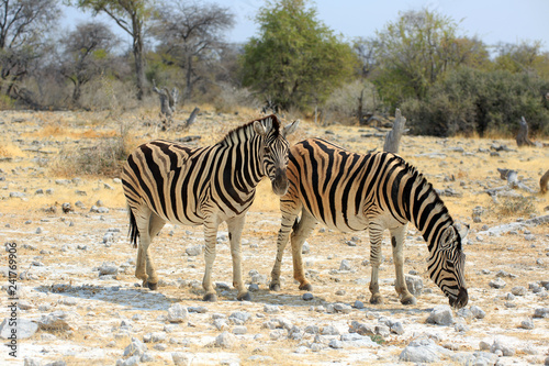 Zebras