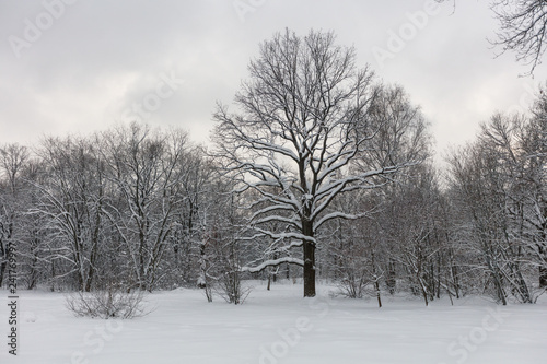 Winter forest. Botanical Garden. Evening.