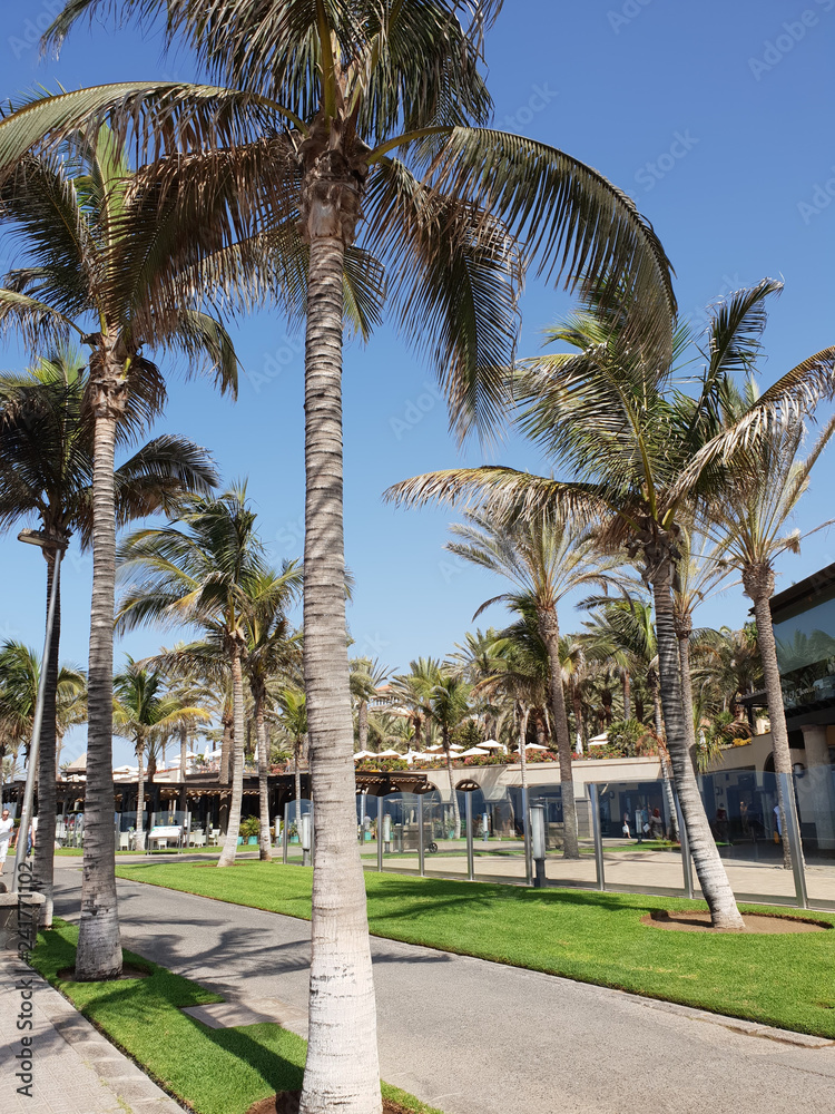 Palmen an der Promenade von Meloneras - Gran Canaria III