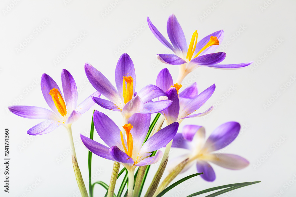 Fototapeta premium Crocus spring flowers