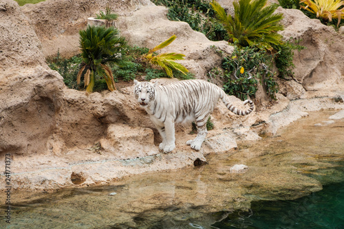 white tiger, bengal tiger - white bengal tiger -