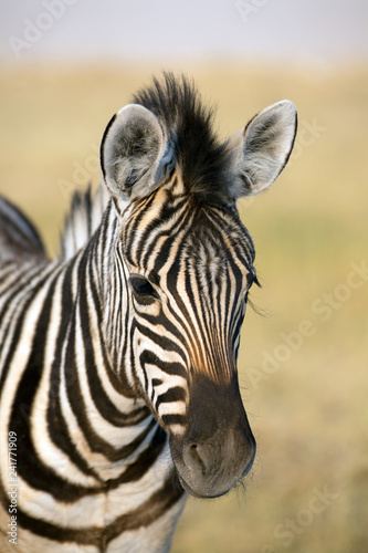 Zebra Baby