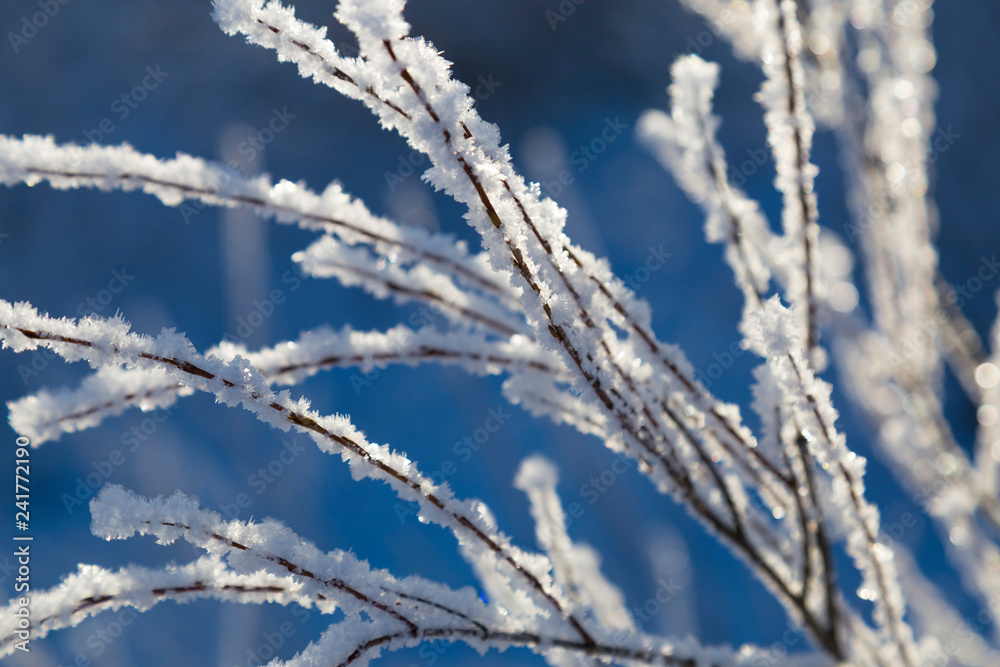 frozen branches covered with frost frozen branches covered with frost