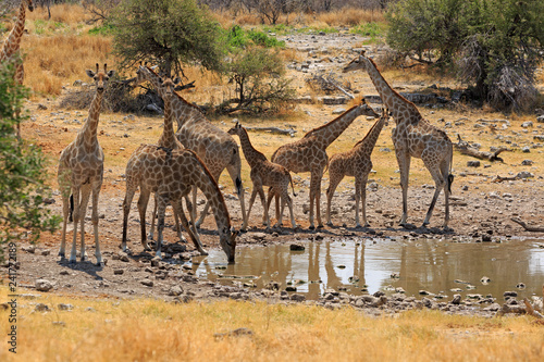Giraffenherde