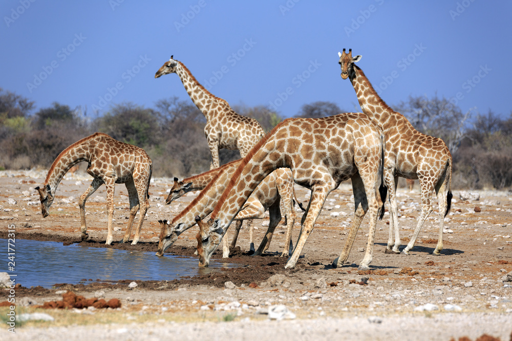 Obraz premium Giraffenherde
