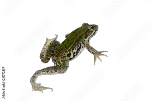 frog isolated on white background