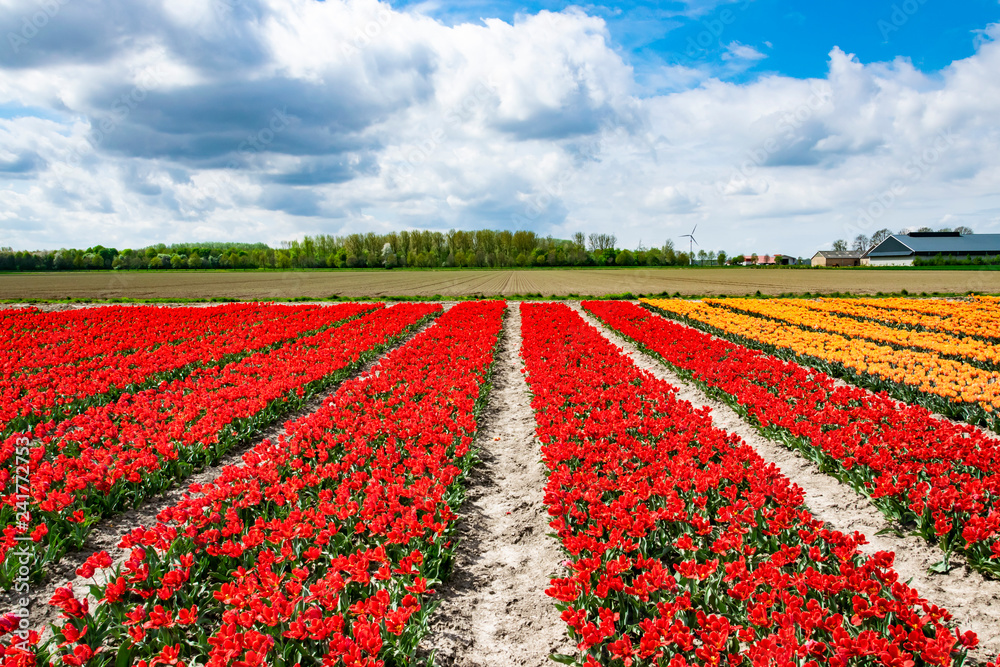 Plantation of orange and red tulips. Spring in Holland, province Flevoland. Multicolored tulip fields in Holland. 