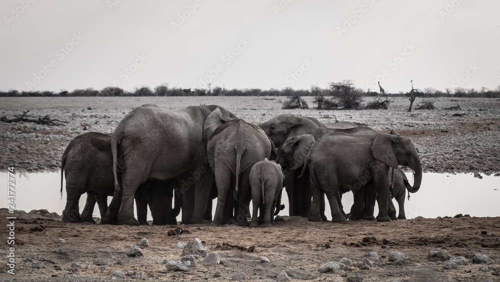Fototapeta premium Elephant Waterhole