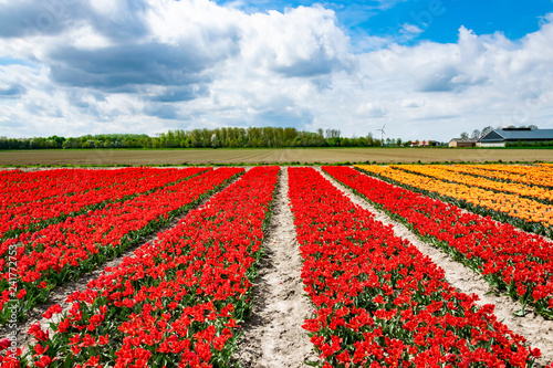 Plantation of orange and red tulips. Spring in Holland, province Flevoland. Multicolored tulip fields in Holland. 